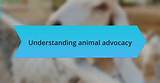 A Journey of Love and Animal Advocacy