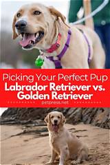 Find Your Perfect Labrador Retriever in Scotland