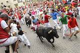 The Running of the Bulls: a Canine Tradition
