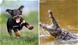 The Ultimate Guide to Crocodiles for Dogs: Everything You Need to Know