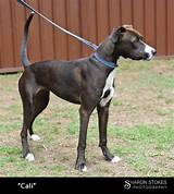 The Whippet Great Dane Mix: a Unique Blend of Speed and Size