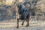 Top-Quality Canada Presa Puppies for Sale | Guaranteed Lineage