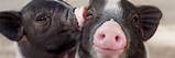 Unveiling the Extraordinary World of Famous Pigs